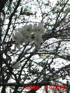 桜1分咲きの画像